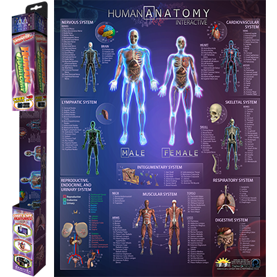 Interactive Smart Chart Human Anatomy | Solar System